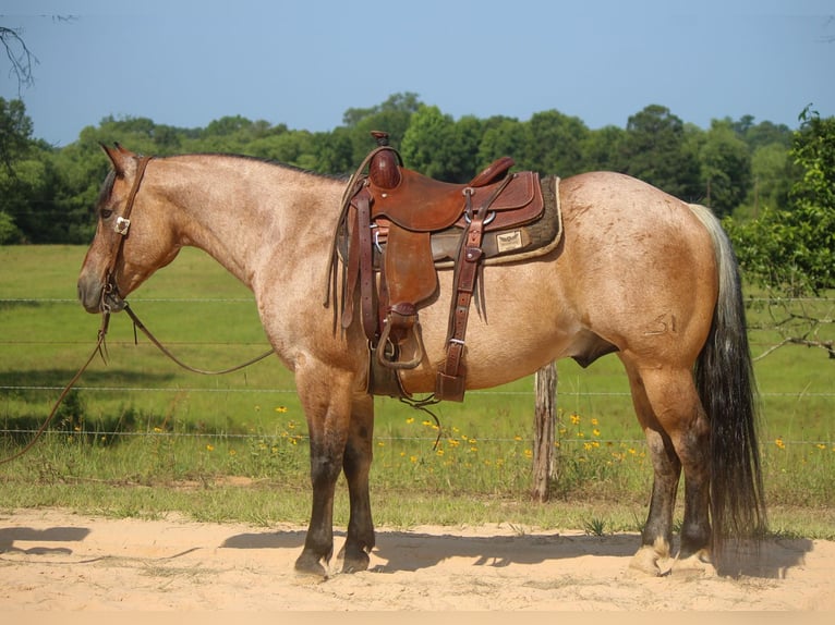 American Quarter Horse Castrone 11 Anni 152 cm Falbo in Rusk TX