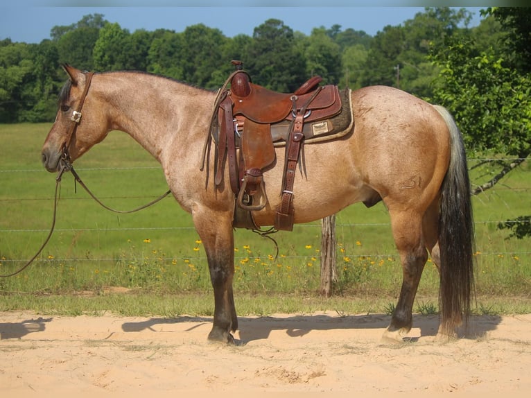 American Quarter Horse Castrone 11 Anni 152 cm Falbo in Rusk TX