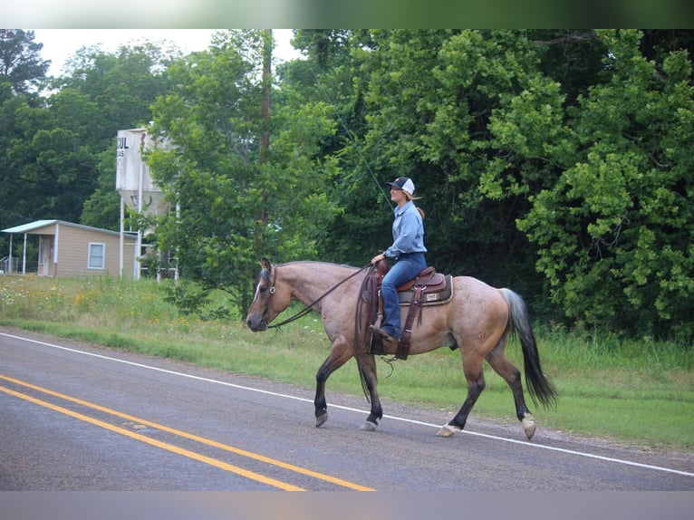 American Quarter Horse Castrone 11 Anni 152 cm Falbo in Rusk TX