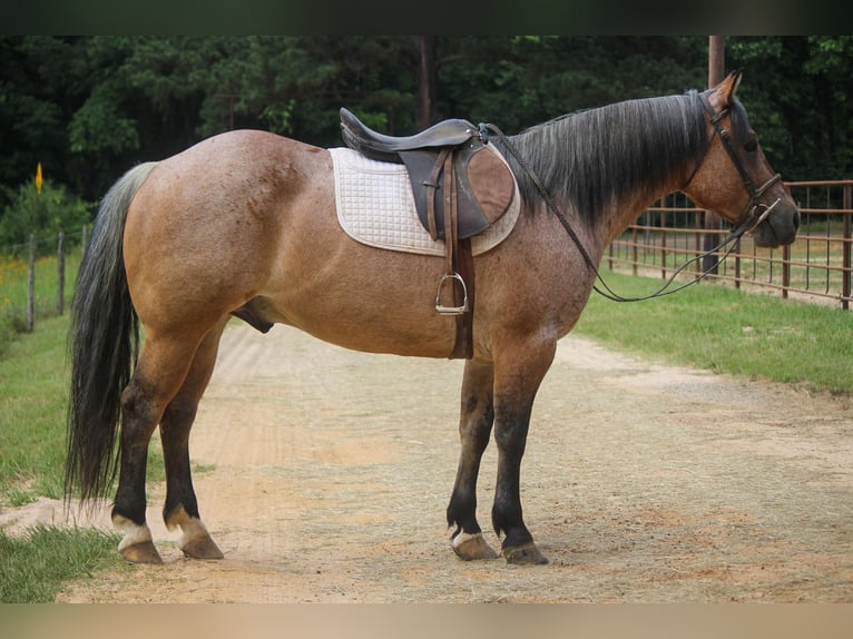 American Quarter Horse Castrone 11 Anni 152 cm Falbo in Rusk TX