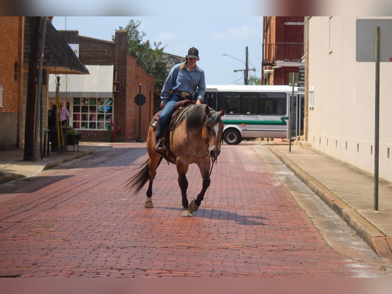 American Quarter Horse Castrone 11 Anni 152 cm Falbo in Rusk TX