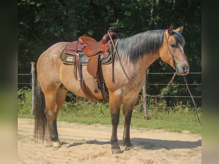 American Quarter Horse Castrone 11 Anni 152 cm Falbo in Rusk TX