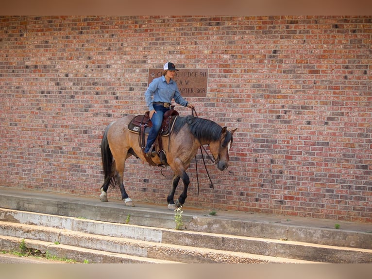 American Quarter Horse Castrone 11 Anni 152 cm Falbo in Rusk TX