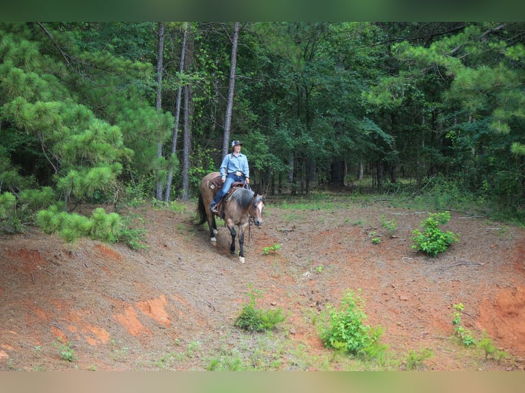 American Quarter Horse Castrone 11 Anni 152 cm Falbo in Rusk TX