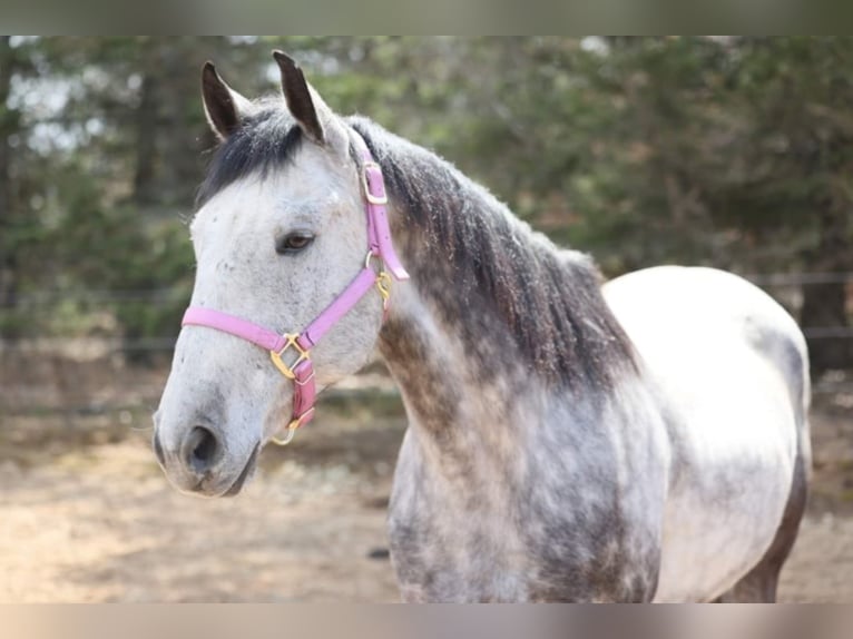 American Quarter Horse Castrone 11 Anni 152 cm Grigio in Navarino WI