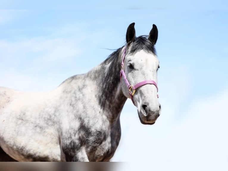 American Quarter Horse Castrone 11 Anni 152 cm Grigio in Navarino WI