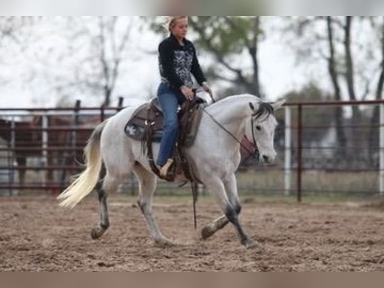 American Quarter Horse Castrone 11 Anni 152 cm Grigio in Mineral Wells TX