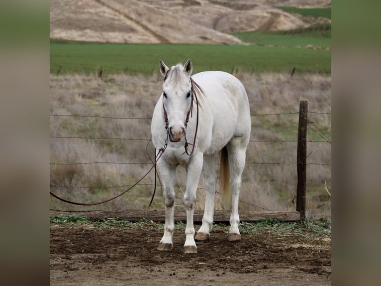 American Quarter Horse Castrone 11 Anni 152 cm Grigio in Paicines CA