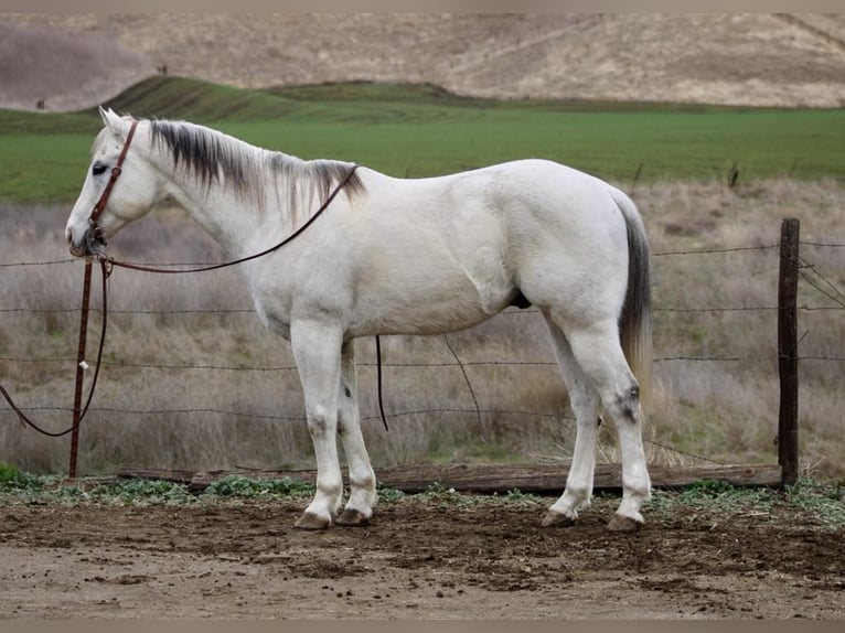 American Quarter Horse Castrone 11 Anni 152 cm Grigio in Paicines CA