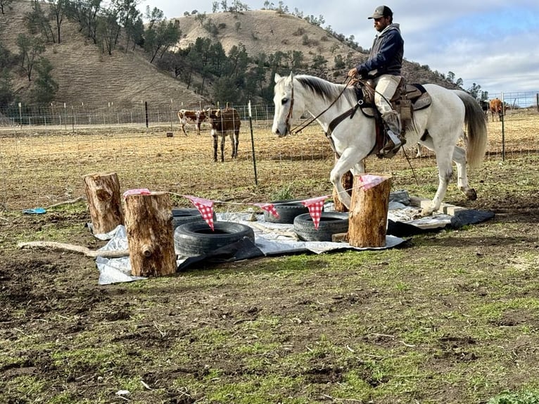 American Quarter Horse Castrone 11 Anni 152 cm Grigio in Paicines CA