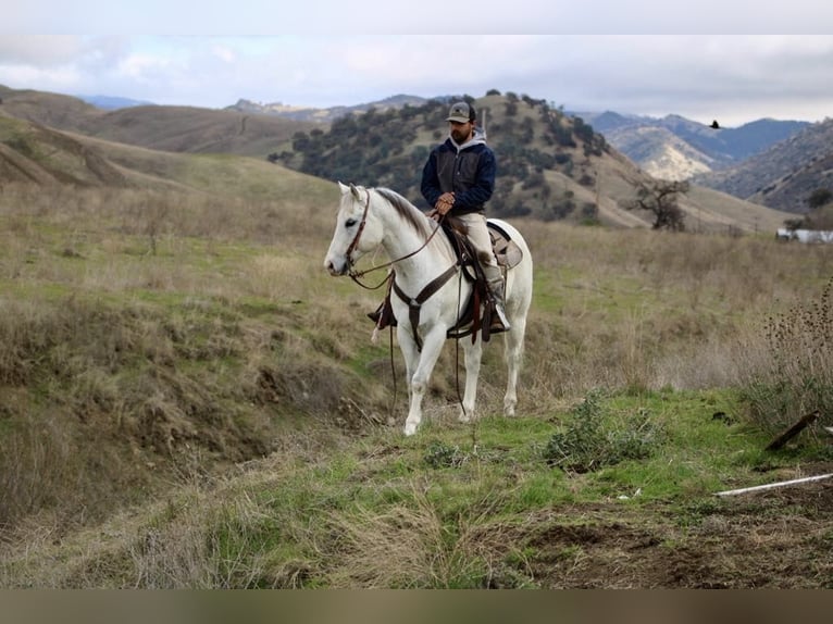 American Quarter Horse Castrone 11 Anni 152 cm Grigio in Paicines CA