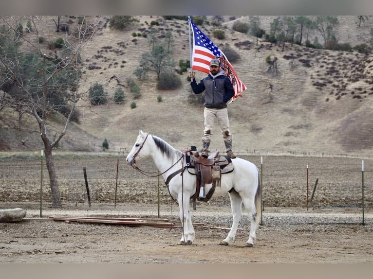 American Quarter Horse Castrone 11 Anni 152 cm Grigio in Paicines CA