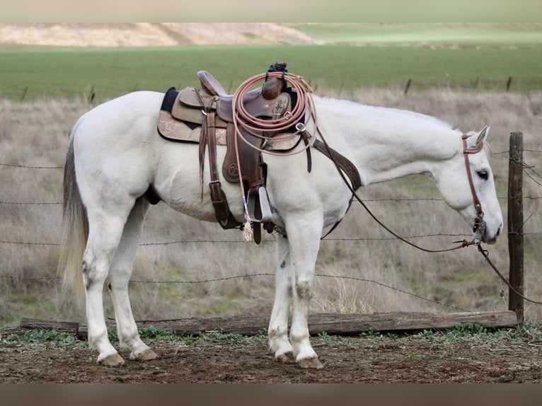 American Quarter Horse Castrone 11 Anni 152 cm Grigio in Paicines CA