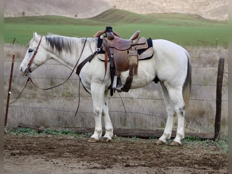 American Quarter Horse Castrone 11 Anni 152 cm Grigio in Paicines CA