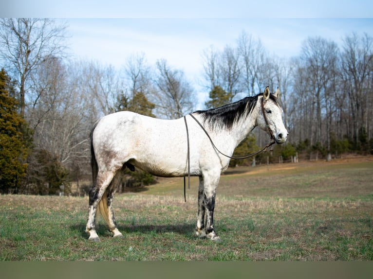 American Quarter Horse Castrone 11 Anni 152 cm Grigio pezzato in Greenville, KY