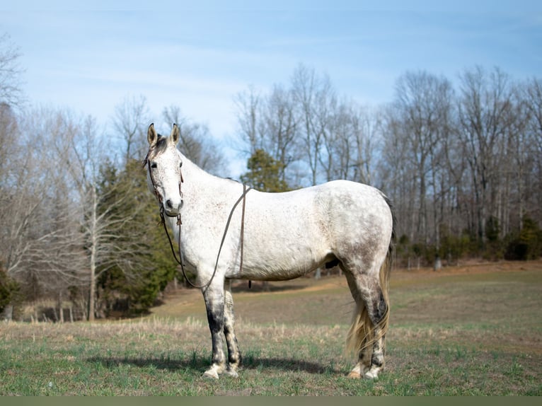 American Quarter Horse Castrone 11 Anni 152 cm Grigio pezzato in Greenville, KY