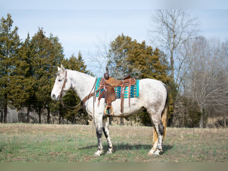 American Quarter Horse Castrone 11 Anni 152 cm Grigio pezzato in Greenville, KY