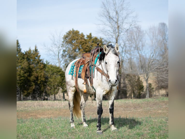 American Quarter Horse Castrone 11 Anni 152 cm Grigio pezzato in Greenville, KY