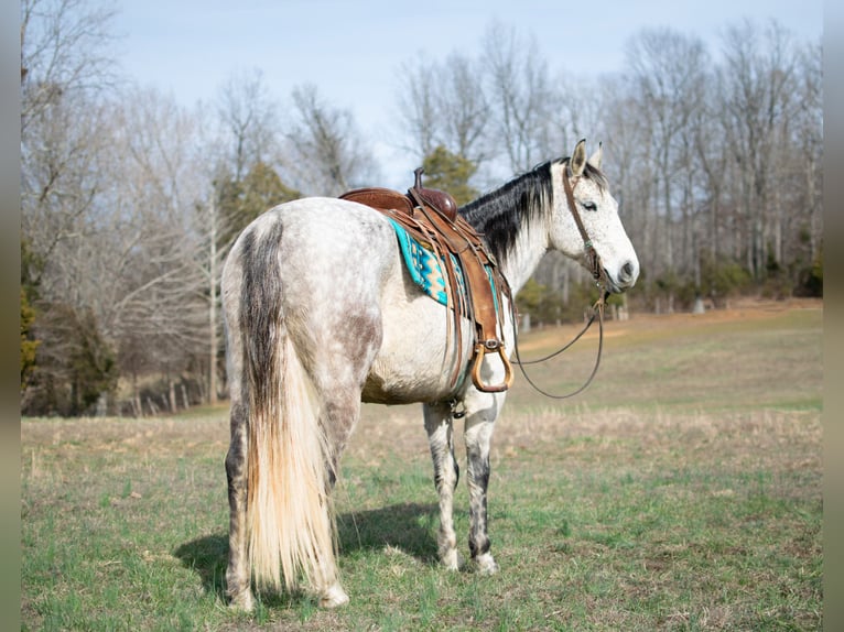 American Quarter Horse Castrone 11 Anni 152 cm Grigio pezzato in Greenville, KY