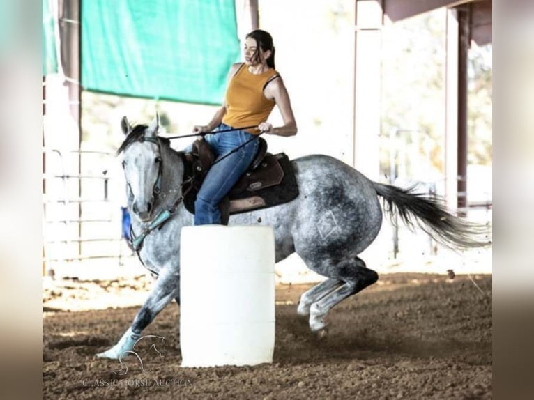 American Quarter Horse Castrone 11 Anni 152 cm Grigio pezzato in Spencer, tn