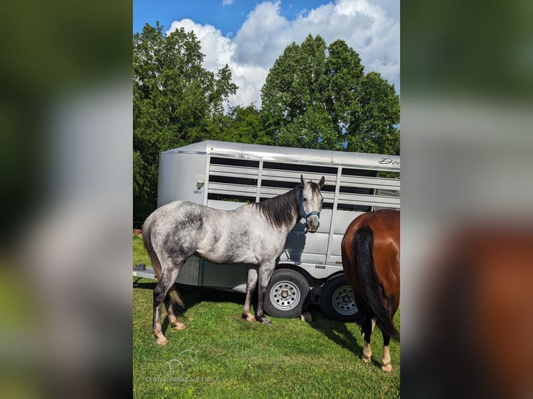 American Quarter Horse Castrone 11 Anni 152 cm Grigio pezzato in Spencer, tn