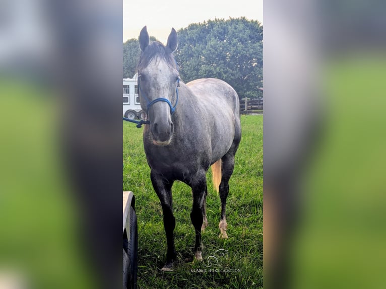 American Quarter Horse Castrone 11 Anni 152 cm Grigio pezzato in Spencer, tn