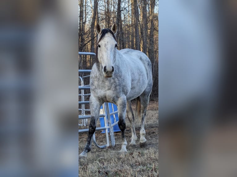 American Quarter Horse Castrone 11 Anni 152 cm Grigio pezzato in Spencer, tn