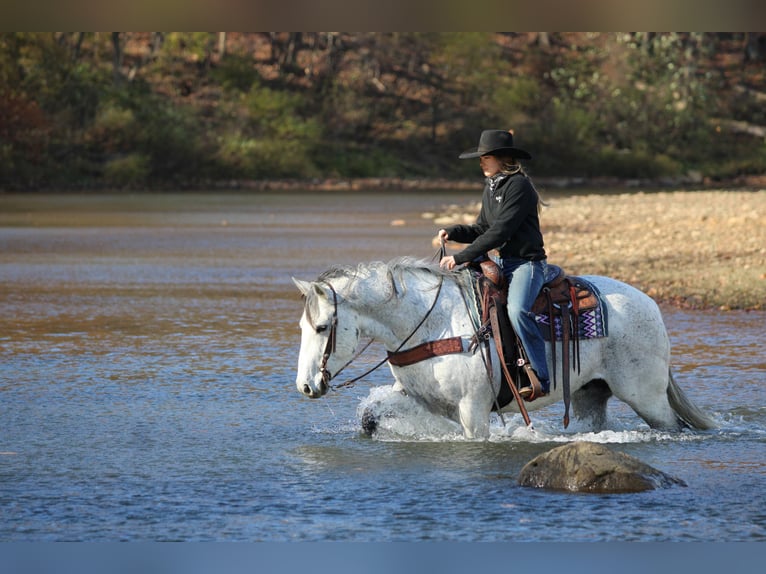 American Quarter Horse Castrone 11 Anni 152 cm Grigio in Clarion