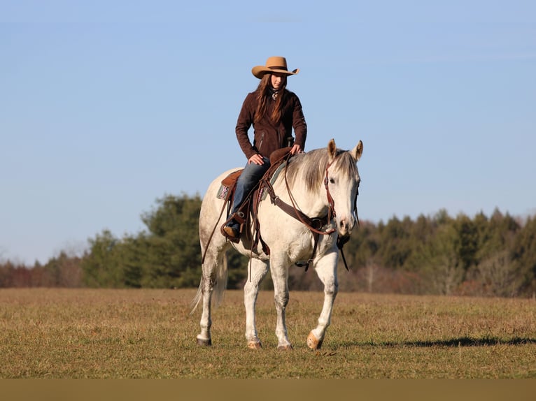 American Quarter Horse Castrone 11 Anni 152 cm Grigio in Clarion