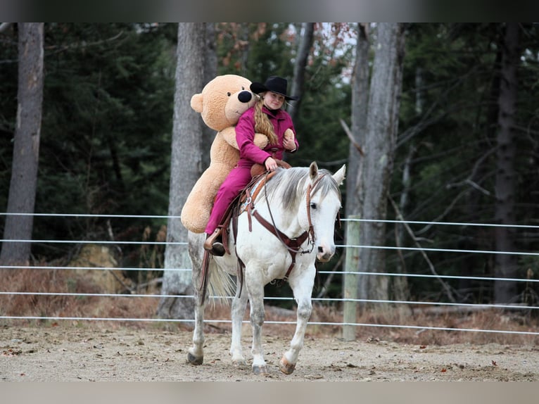 American Quarter Horse Castrone 11 Anni 152 cm Grigio in Clarion