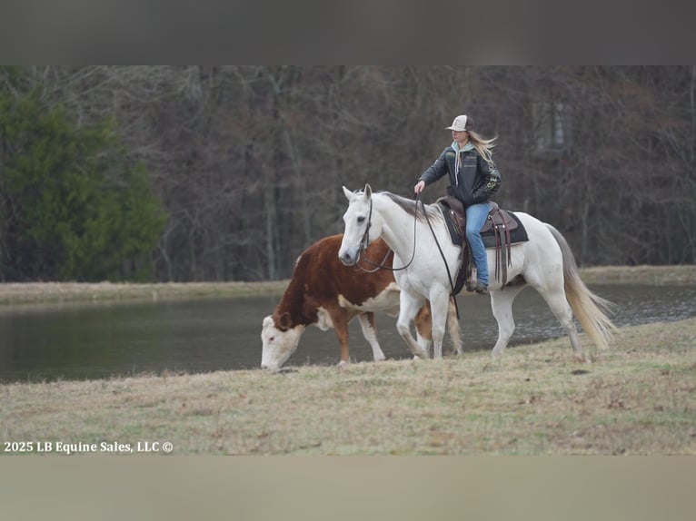 American Quarter Horse Castrone 11 Anni 152 cm Grigio in Terrell, TX