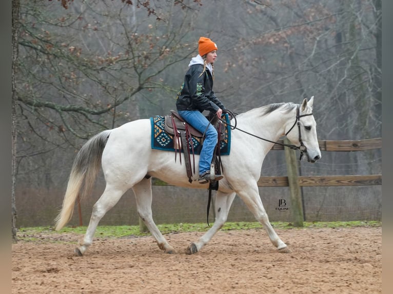 American Quarter Horse Castrone 11 Anni 152 cm Grigio in Terrell, TX