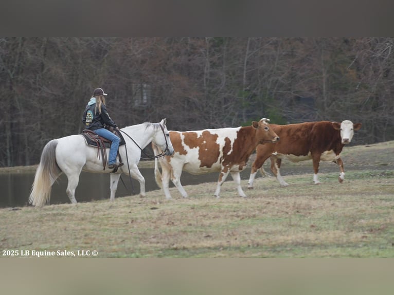 American Quarter Horse Castrone 11 Anni 152 cm Grigio in Terrell, TX