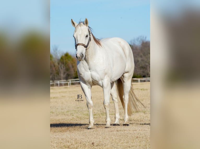 American Quarter Horse Castrone 11 Anni 152 cm Grigio in Terrell, TX