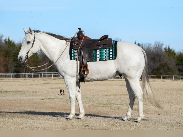 American Quarter Horse Castrone 11 Anni 152 cm Grigio in Terrell, TX