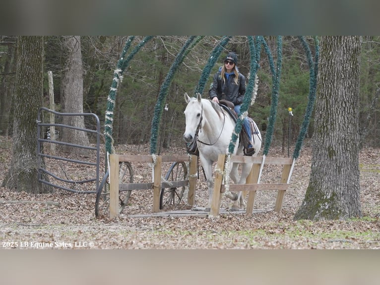 American Quarter Horse Castrone 11 Anni 152 cm Grigio in Terrell, TX