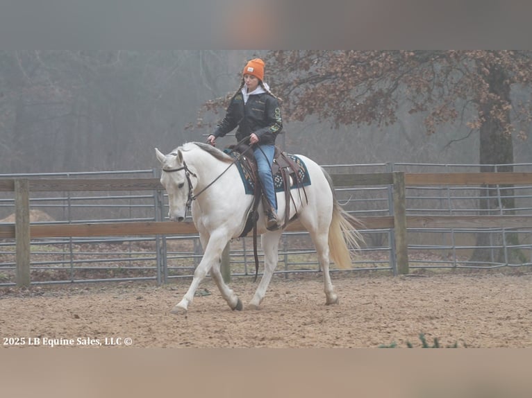 American Quarter Horse Castrone 11 Anni 152 cm Grigio in Terrell, TX