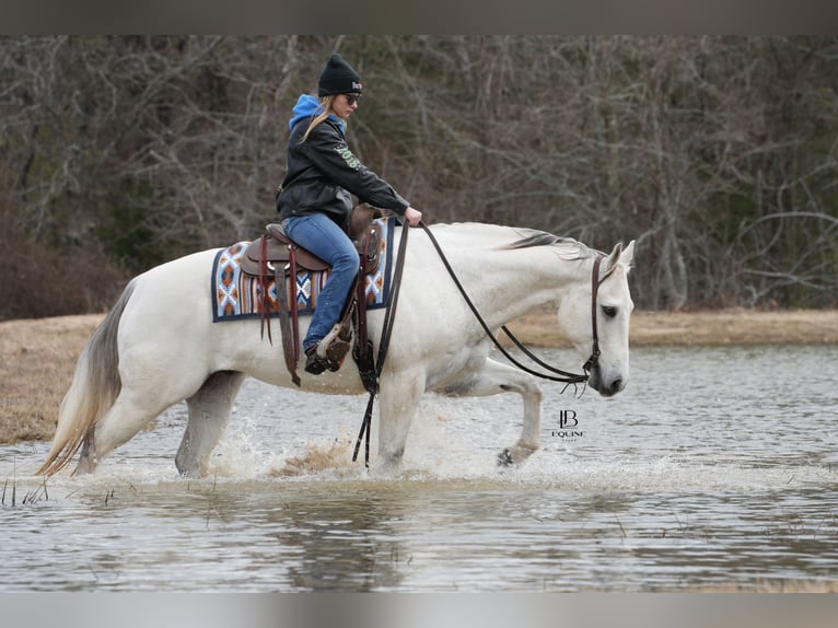 American Quarter Horse Castrone 11 Anni 152 cm Grigio in Terrell, TX