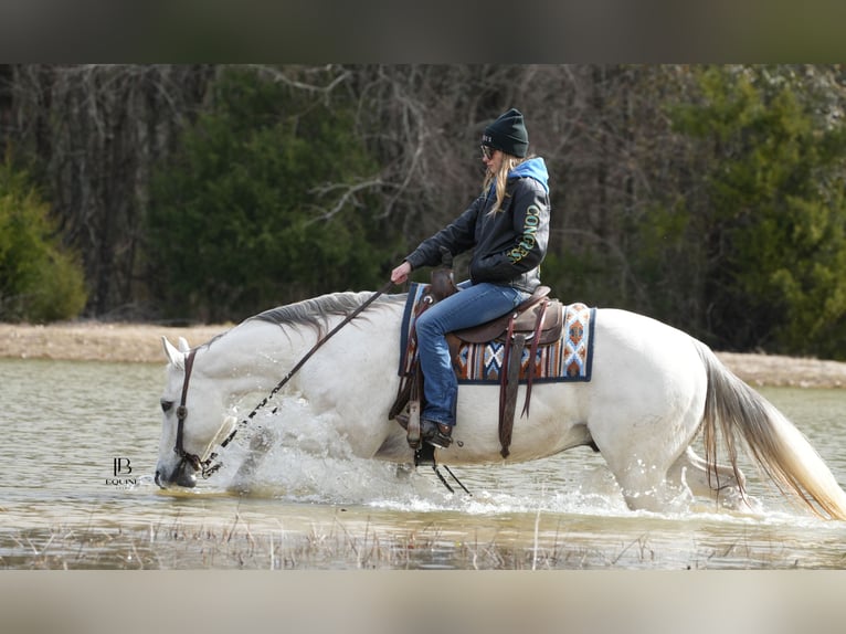 American Quarter Horse Castrone 11 Anni 152 cm Grigio in Terrell, TX