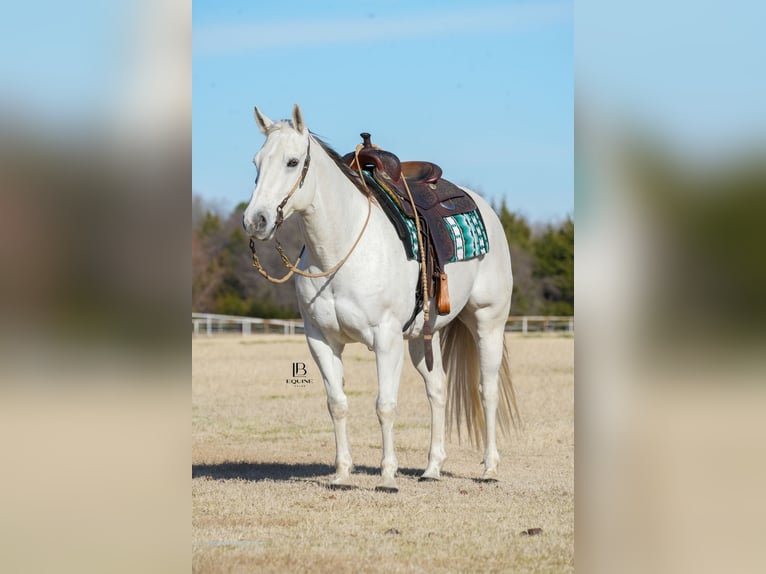 American Quarter Horse Castrone 11 Anni 152 cm Grigio in Terrell, TX