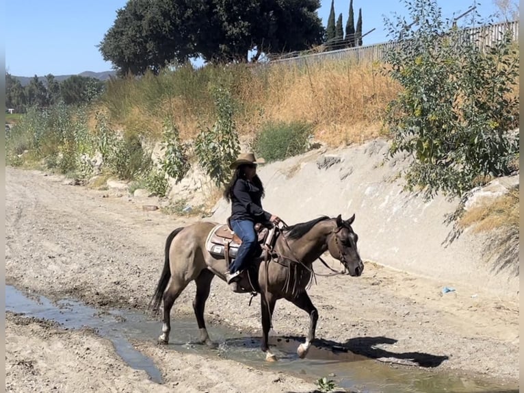 American Quarter Horse Castrone 11 Anni 152 cm Grullo in Los Banos, CA