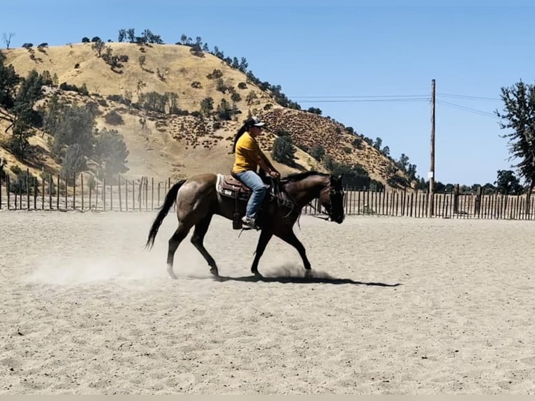 American Quarter Horse Castrone 11 Anni 152 cm Grullo in Los Banos, CA