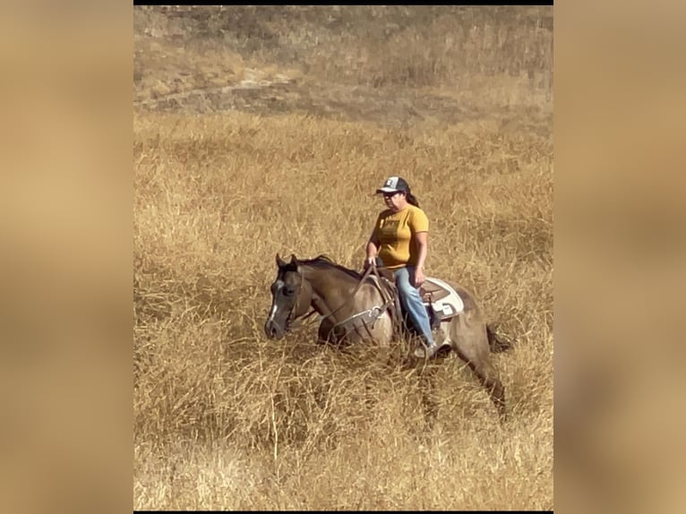 American Quarter Horse Castrone 11 Anni 152 cm Grullo in Los Banos, CA