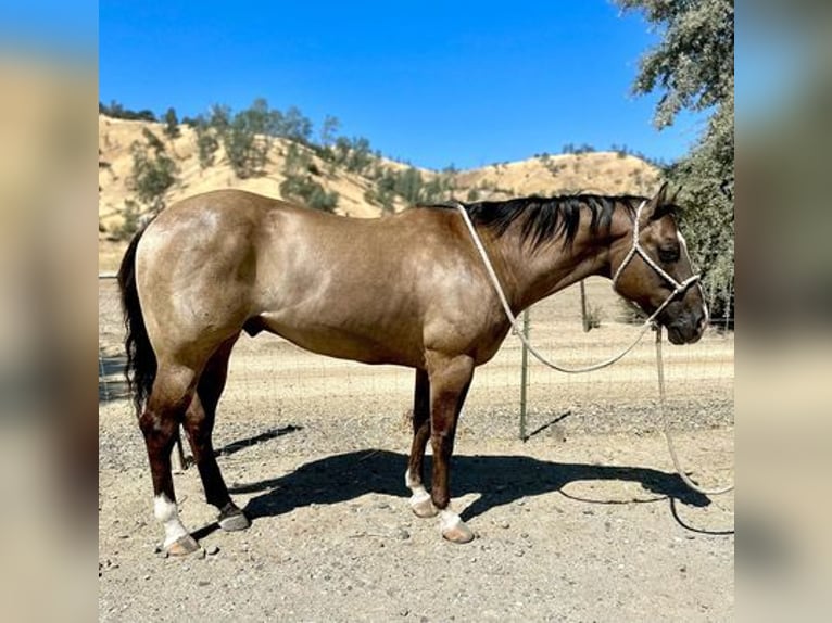 American Quarter Horse Castrone 11 Anni 152 cm Grullo in Los Banos, CA