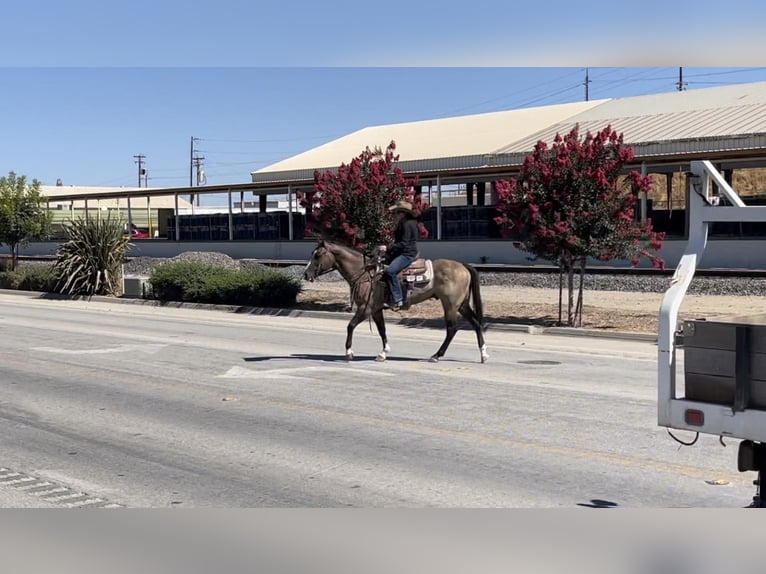 American Quarter Horse Castrone 11 Anni 152 cm Grullo in Los Banos, CA