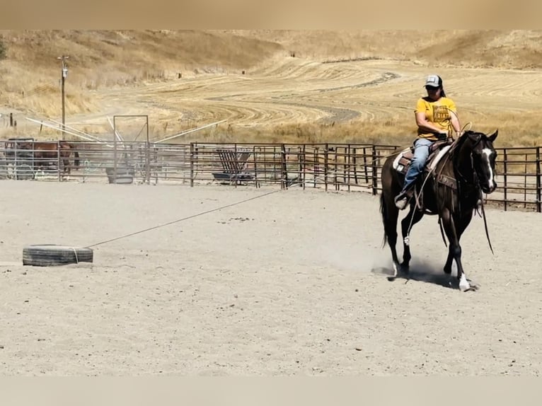 American Quarter Horse Castrone 11 Anni 152 cm Grullo in Los Banos, CA