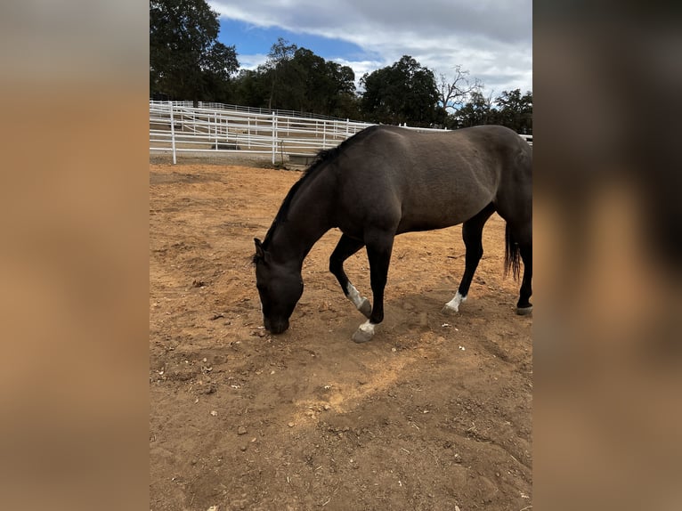 American Quarter Horse Castrone 11 Anni 152 cm Grullo in Los Banos, CA