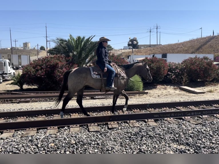 American Quarter Horse Castrone 11 Anni 152 cm Grullo in Los Banos, CA