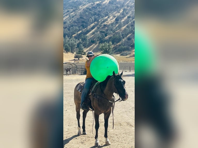 American Quarter Horse Castrone 11 Anni 152 cm Grullo in Los Banos, CA