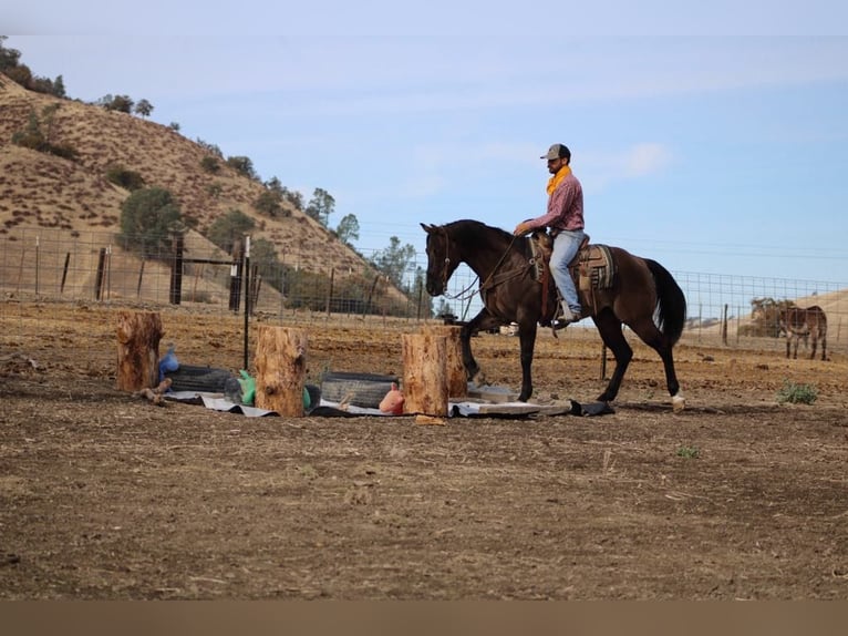 American Quarter Horse Castrone 11 Anni 152 cm Grullo in Paicines CA